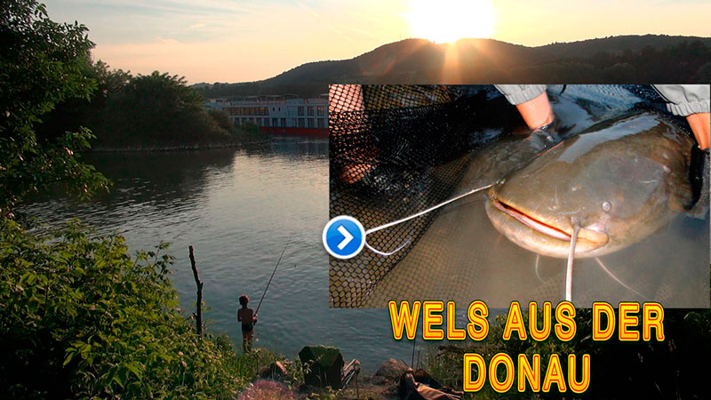 Nachtangeln auf Wels in der Donau